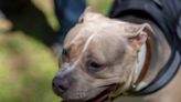 Fears blameless XL Bully dogs could be put down or dumped as owners sell animals before ban