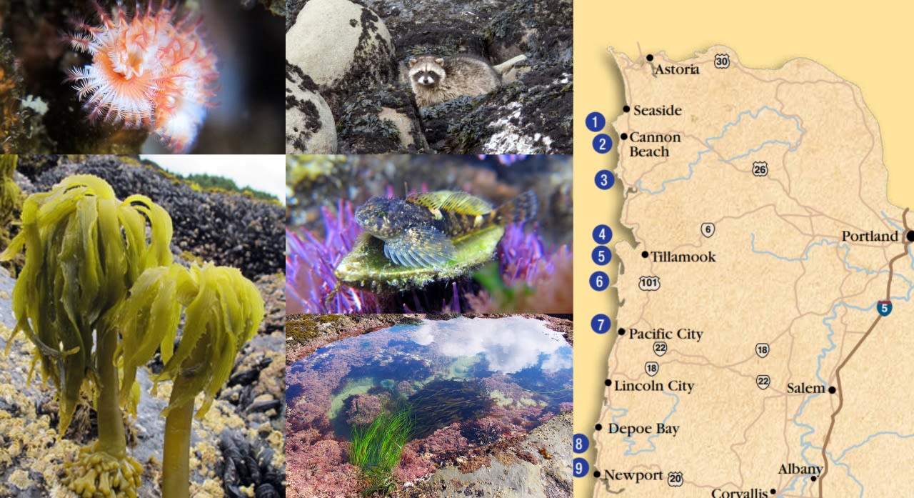 Exceptionally low tides a good opportunity to view Oregon tide pools