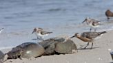 Court order stops horseshoe crab harvesting on dozens of SC beaches, protecting red knots