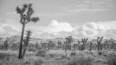 Joshua Tree National Park top choice for spreading ashes of dearly departed