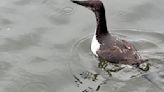 First bird released following mystery oil incident on southern Washington coast