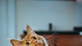What do cats sense in homes?