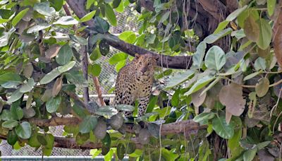 Panic In Hyderabad After Leopard Caught On Camera, Officials Launch Search