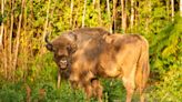 UK forest is home again for European bison, which haven't roamed there for 6,000 years