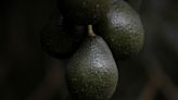 Mexico governor flags quick resumption of US avocado exports, US cautious