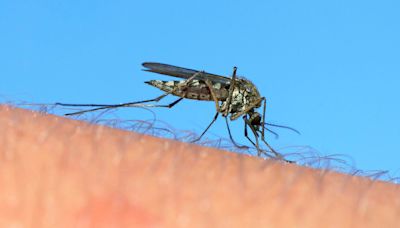 People in 7 States Confirmed to Have Mosquito-Borne West Nile Virus: Know the Symptoms