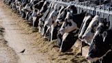 Could avian flu on cattle farms impact dairy prices?