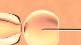 How Researchers Are Working to Make IVF More Effective