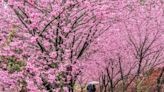 可樂旅遊「武陵櫻花季」開賣 專車保證入園