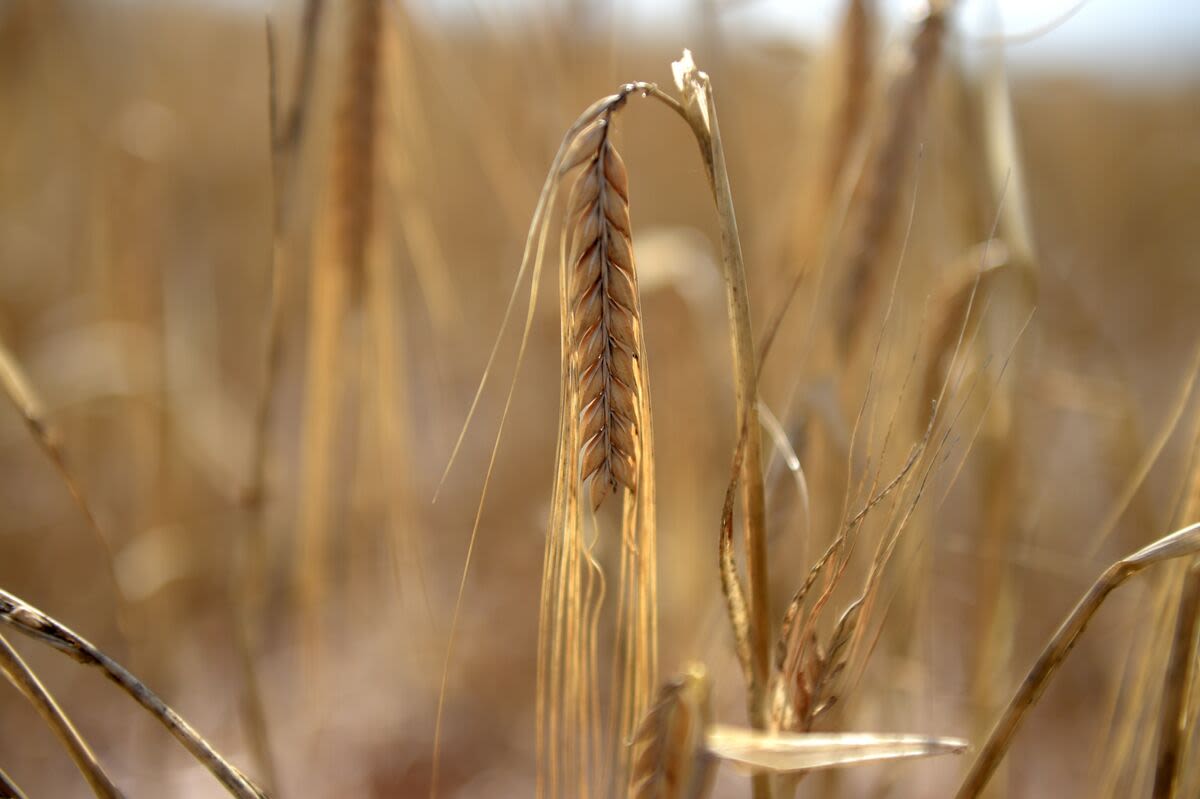 Warm Weather in Australia’s Top Grain State Raises Crop Concerns
