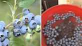 Quickly separate ripe and unripe blueberries using this water trick: ‘This is awesome’