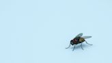 How to Get Rid of House Flies and Prevent a Pest Infestation