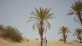 En Mauritanie, l'indispensable datte menacée par le changement climatique