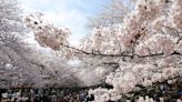 Cherry blossoms are blooming earlier than expected