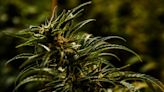 Potent Cannabis Strain Legalized in Malawi for Medicinal Use