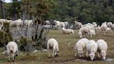 Castilla-La Mancha suma 38,9 millones de ayudas a ganaderos por la sequía y la guerra de Ucrania