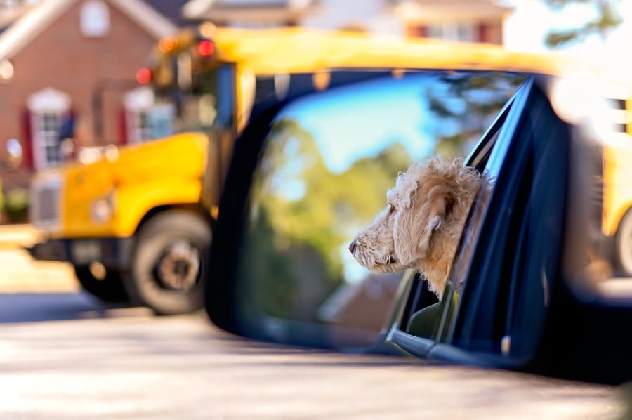 Animal Welfare League of Arlington offers back-to-school tips for pet parents