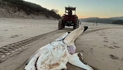 Massive 15ft great white shark washes up on beach after being eaten by even bigger predator
