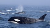 Orcas and Humpback Whales Spotted Fighting in the Pacific Ocean: 'Absolutely Unbelievable'