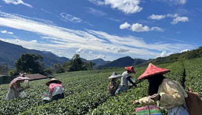 阿里山四季茶旅 ──白天賞桐喝茶、夜賞「螢」河 | 蕃新聞