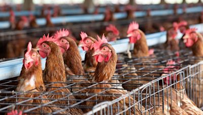 Tyson Foods to sell US poultry complex to House of Raeford Farms