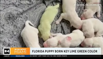 Watch: Florida golden retriever gives birth to lime green puppy