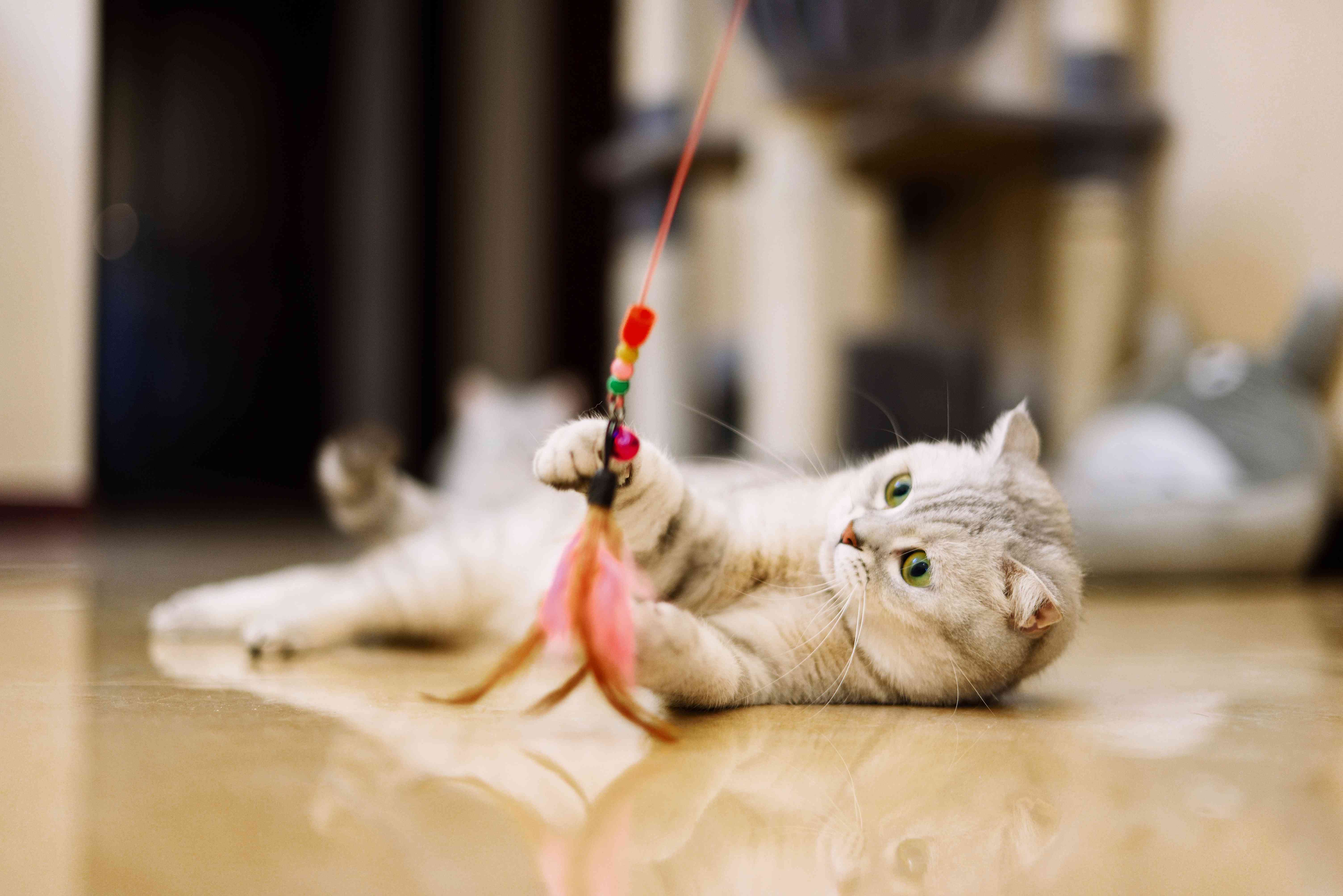 10 of the Most Playful Cat Breeds for Active Families