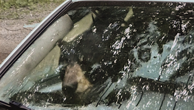 Black bear and cub destroy car in Connecticut after getting trapped inside