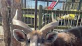 Antelope at Tennessee Zoo dies from choking on squeezable pouch