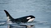 Sailors playing heavy metal to scare killer whales may be putting a target on their backs by telling the orcas exactly where to find them