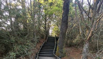 登山踏青注意！雪霸國家公園雲霧步道 7/20起整修5個月