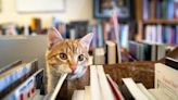 Meet Hobbes, the latest addition to one Fort Collins bookstore's long line of shop cats
