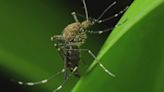 Mosquito season is here! Experts share tips on how to fend off pesky insects