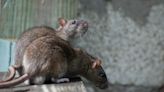 Rescued Rats Learn to Drive and Even Get Around Obstacles