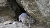 ‘Perfect rat storm’: Ontario cities seek ways to fight increasingly visible rats