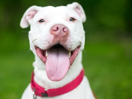 Moment Foster Pit Bull Recognizes Former Mom After 4.5 Years Apart Will Bring Anyone to Tears