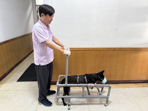 嘉義家畜所救援成功!為斷肢犬隻「酷斯拉」找到新主人 | 蕃新聞