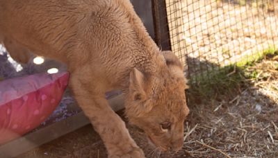 Freya the rescued lion cub is safe in South Africa, but many other lions there are bred to be shot