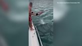 ‘Shocking disregard’: Man caught on camera body slamming orca, faces $600 fine
