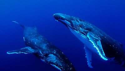 Una función inmersiva con imágenes submarinas llega a Uruguay por el Día de los Océanos