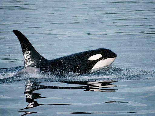 Man Fined for Attempting to 'Body Slam' Orca Whale in New Zealand: 'This Is Stupid Behavior'