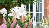 What to do with lilies after flowering - from deadheading to pruning