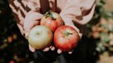 These apple-picking orchards in North Carolina rank among nation’s best. Here’s why