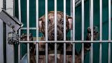 Fast track county animal shelter renovations | Letters