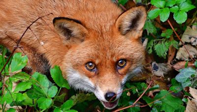 The sly, secretive fox is the ultimate survivor - opinion - Western People