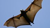 2 cases of rabies confirmed in bats found in Moore County homes