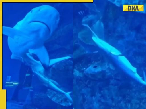Viral video captures 'magical moment' of baby shark's birth at Dubai aquarium, watch
