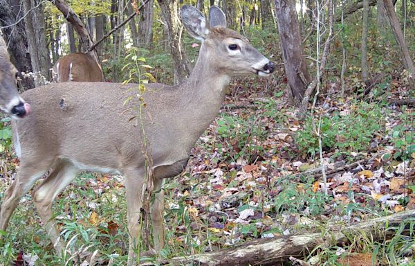 Chronic wasting disease: Death of 2 hunters in US raises fear of 'zombie deer'