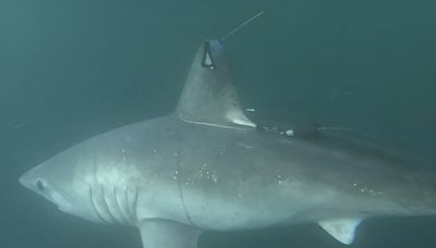 Scientists Solve a 'Murder Mystery' After a Pregnant, Tagged Shark Got Eaten