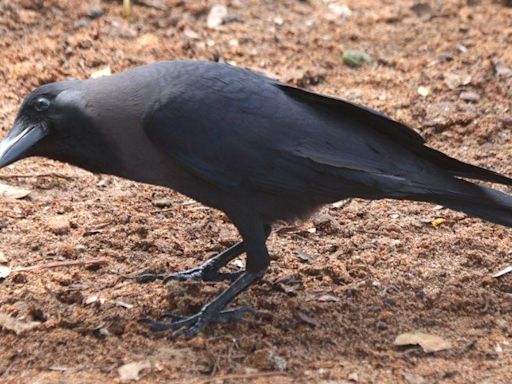 Kenya rolls out poison in bid to cull a million crows